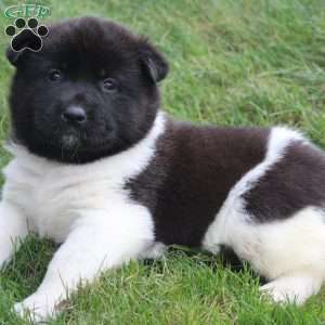 AKC Biscuit, Akita Puppy